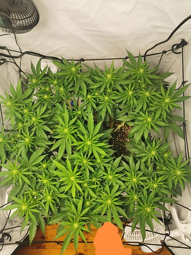 Growreport Bild 4