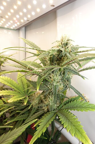 Growreport Bild 3