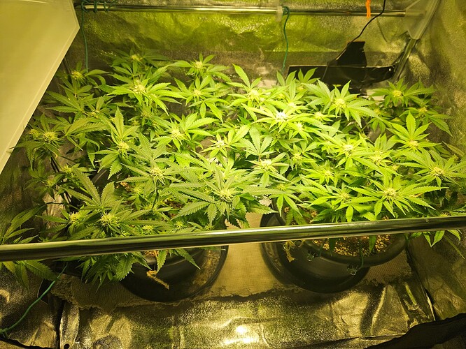 Growreport Bild 37
