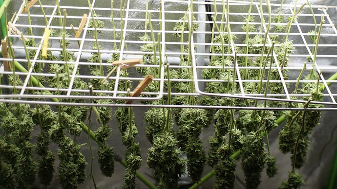 Growreport Bild 2