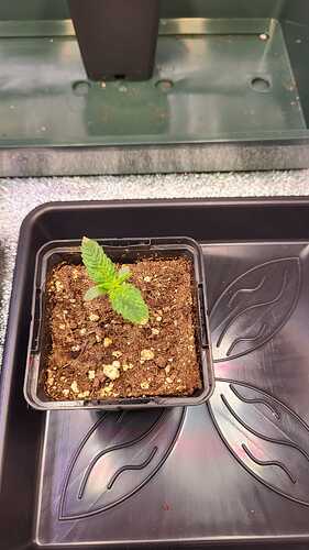 Growreport Bild 33