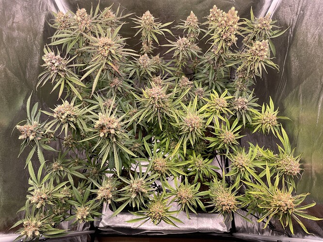 Growreport Bild 4