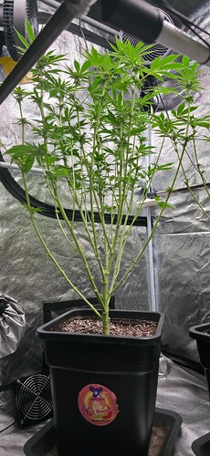 Growreport Bild 39