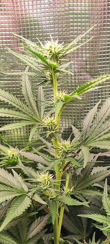 IMG_20240902_054353