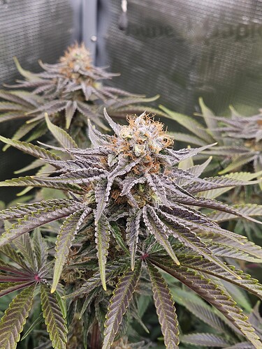 Growreport Bild 20