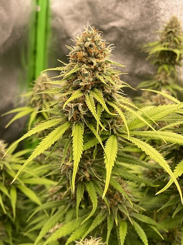 Growreport Bild 2