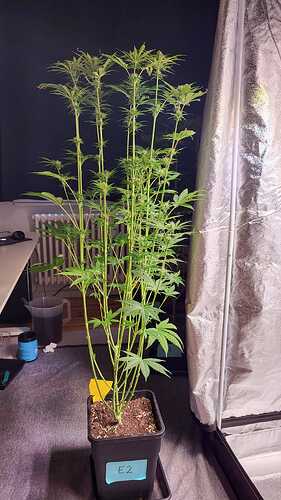 Growreport Bild 5