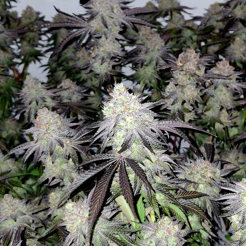 Growreport Bild 17