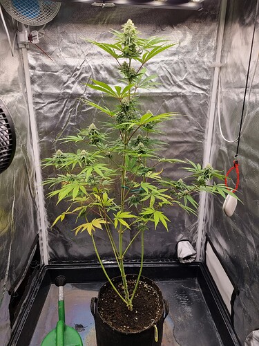 Eine einzelne Cannabis-Pflanze in der Blütephase steht in einem schwarzen Topf in einem Growzelt. Die Pflanze hat mehrere Blütenstände und breite Blätter. Im Hintergrund sind die reflektierenden Wände des Zeltes und ein Ventilator zu sehen.
