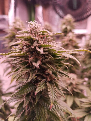 Growreport Bild 8