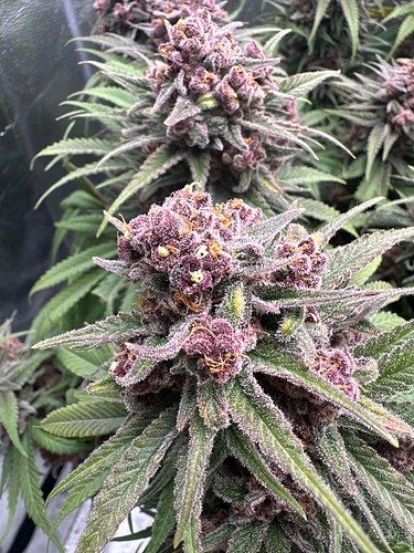 Growreport Bild 10