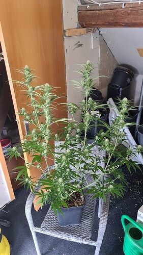 Growreport Bild 24