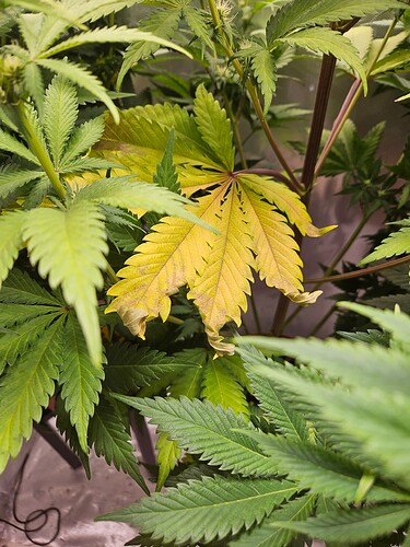 20241223_175926 - Kopie