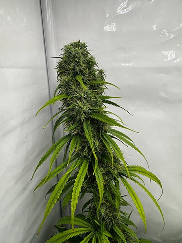 Growreport Bild 3