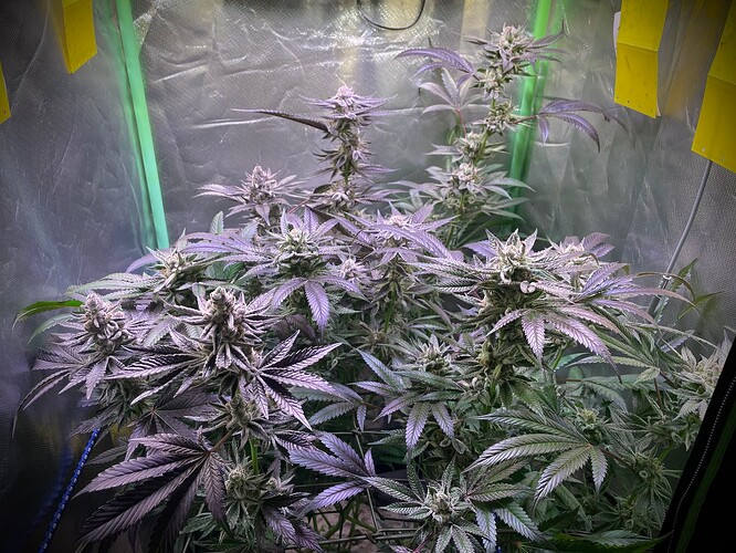 Growreport Bild 4