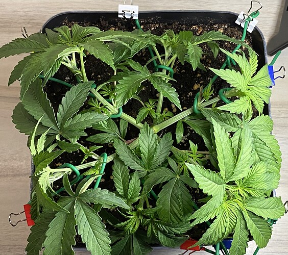 Growreport Bild 35