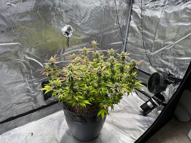 Growreport Bild 9