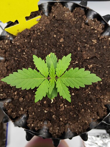 Growreport Bild 7