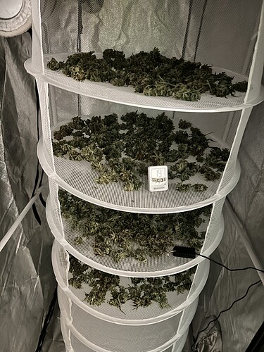 Mehrere Ebenen eines Trocknungsnetzes, auf denen Cannabis-Buds ausgebreitet sind. Ein kleines digitales Hygrometer zeigt 19.9 Grad Celsius und 53% Luftfeuchtigkeit an.
