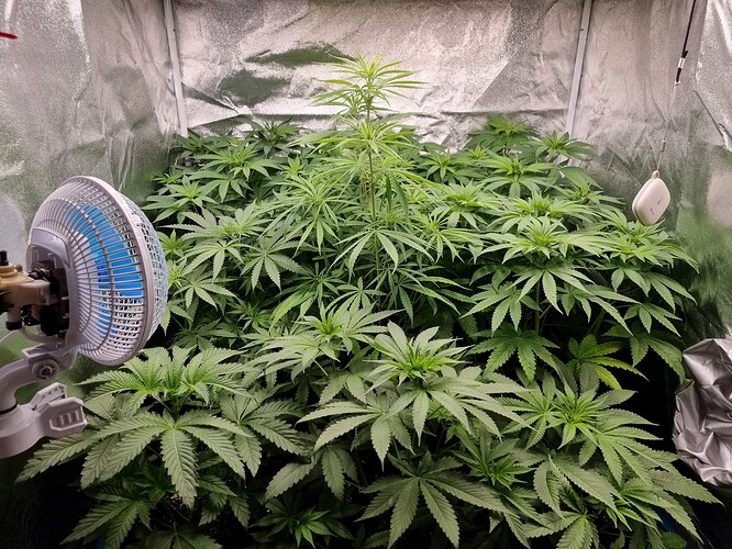 Mehrere junge Cannabispflanzen in einem Zelt, eine davon ist deutlich größer und zentraler positioniert. Ein Ventilator ist links im Bild zu sehen.