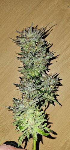 Growreport Bild 51