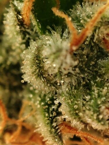 Growreport Bild 7