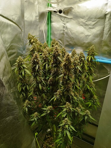Growreport Bild 12