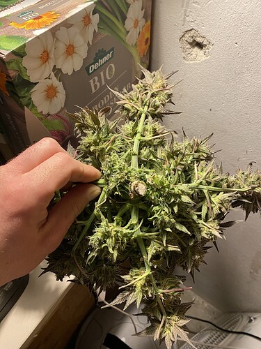 Growreport Bild 4