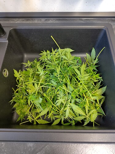 Growreport Bild 3