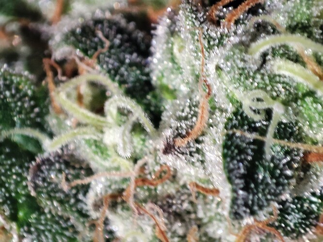 Growreport Bild 47