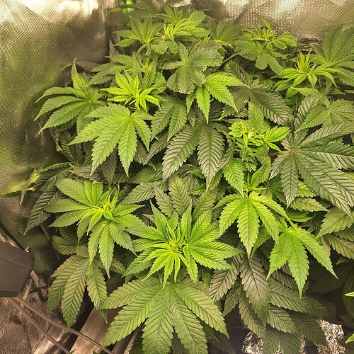 Growreport Bild 9