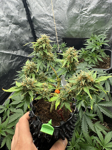 Growreport Bild 3