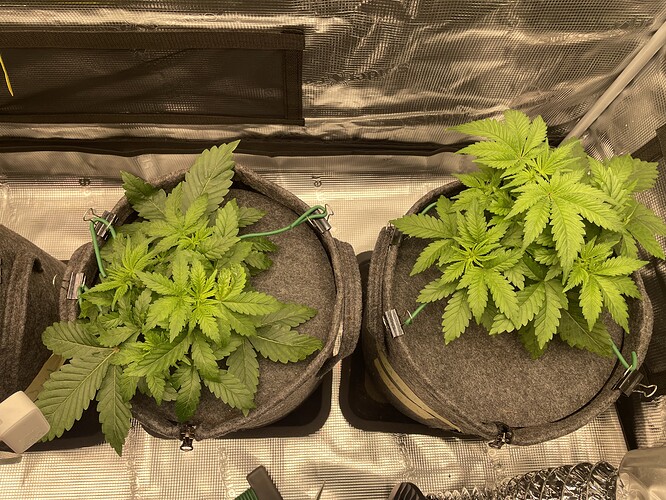Zwei junge Cannabis-Pflanzen in Vlies-Töpfen, die sich in der Wachstumsphase befinden.