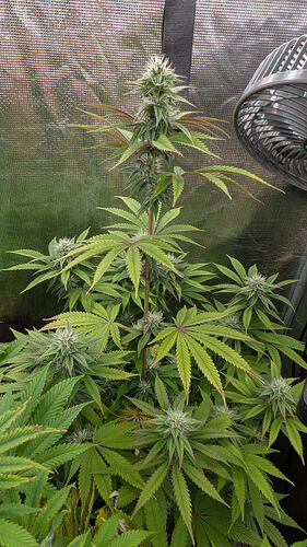 Eine einzelne Cannabis-Pflanze in voller Blüte, die in einem Grow-Zelt steht. Die Pflanze hat mehrere dichte Blütenstände und breite, grüne Blätter. Ein Ventilator ist im oberen rechten Bereich des Bildes sichtbar.