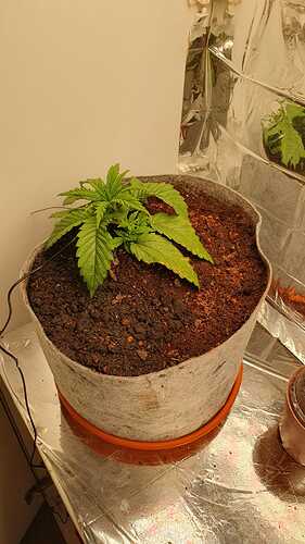 WhatsApp Image 2024-04-18 at 12.13.57 (1)