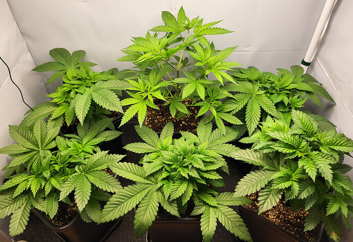 Growreport Bild 2