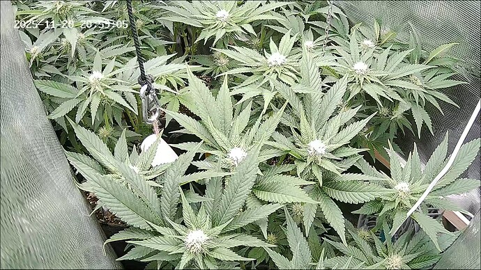 Growreport Bild 13