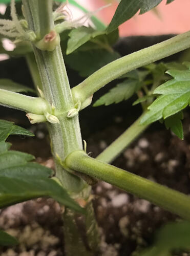 Growreport Bild 5