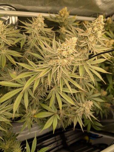 Growreport Bild 2
