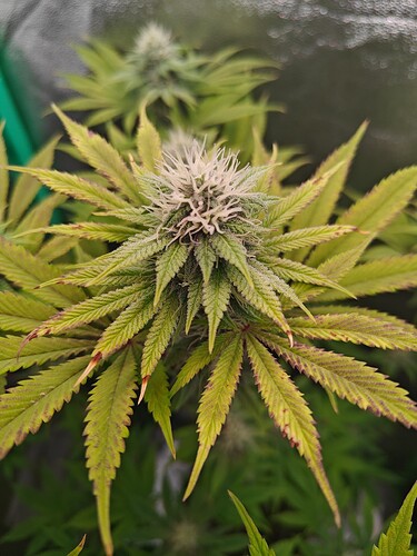 Growreport Bild 2