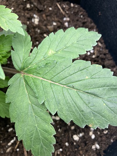 Growreport Bild 2