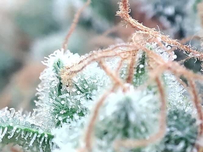 Growreport Bild 5