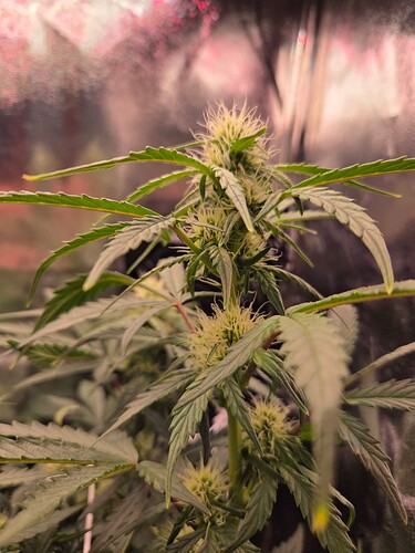 Growreport Bild 3