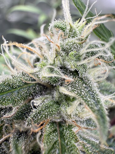 Growreport Bild 4
