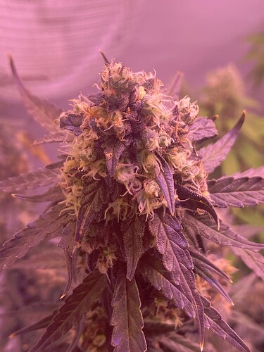 Growreport Bild 8