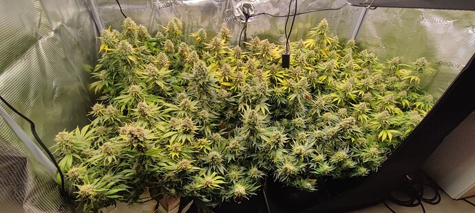 Growreport Bild 2