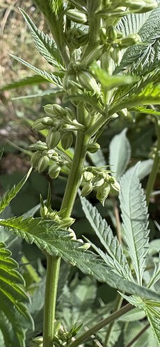 Growreport Bild 4
