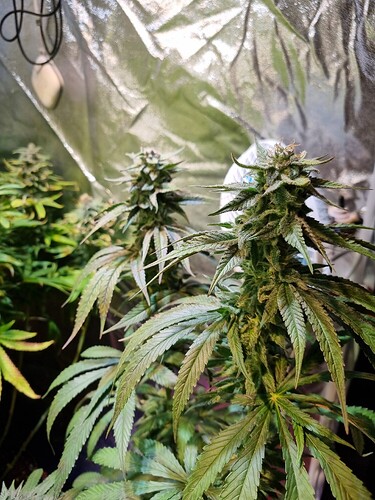 Drei Cannabis-Pflanzen in der Blütephase, die Hauptpflanze im Vordergrund zeigt dichte Blütenstände und breite Blätter, im Hintergrund sind zwei weitere Pflanzen zu sehen.