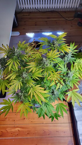 Growreport Bild 7