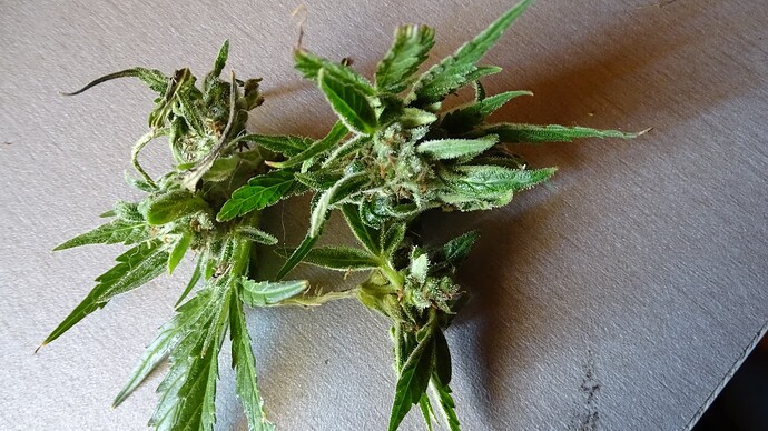 Growreport Bild 5